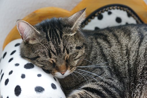 5 Things You Didn’t Know Your Cat Was Allergic To