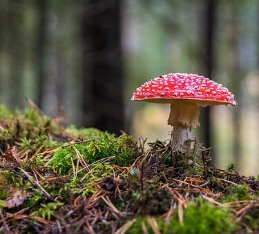 Magic Mushrooms For Wellness- Discover The Wonders Of Shrooms